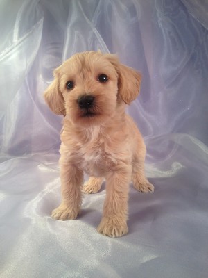 Male Schnoodle Puppy for sale N#11 Mary NH